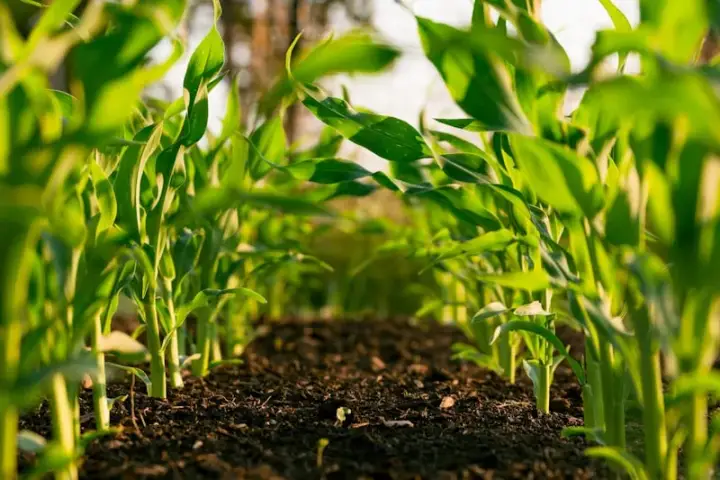 Agroindustria
